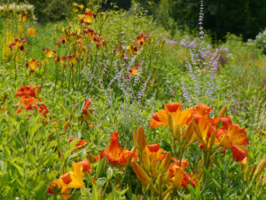 Hemerocallis 'Heavenly Dragon Fire', Gossard USA, 2004, dahinter Hemerocallis `Red Ribbons', Insel Mainau