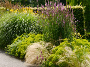 Miscanthus, Euphorbia seguieriana subsp. niciciana, Nasella tenuissima, Lythrum 'Feuerkerze', Insel Mainau