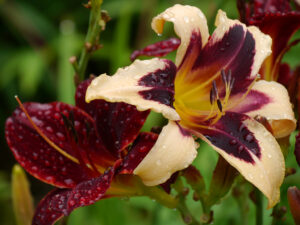 Hemerocallis 'Wild Horses', lange Blühzeit, Trimmer 1999, Höhe ca. 95 cm, tetraploid, immergrün,  Insel Mainau