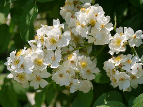 Rosa multiflora