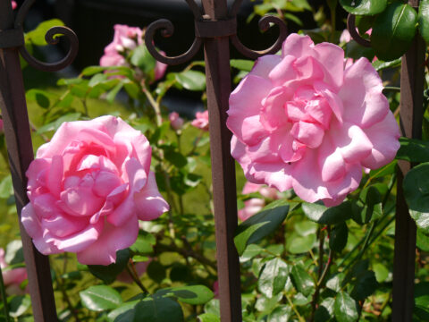 Rose 'Centenaire de Lourdes', Garten Josefine Heinze, Grattersdorf