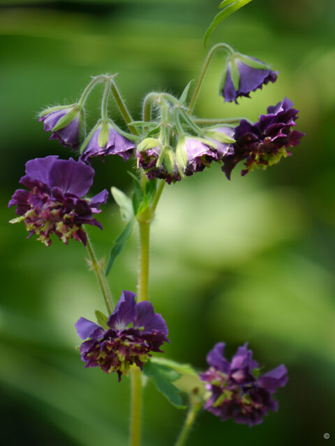 Geranium phaeum 'Joseph Green', Wurzerlsgarten