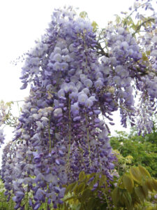 Wisteria sinensis