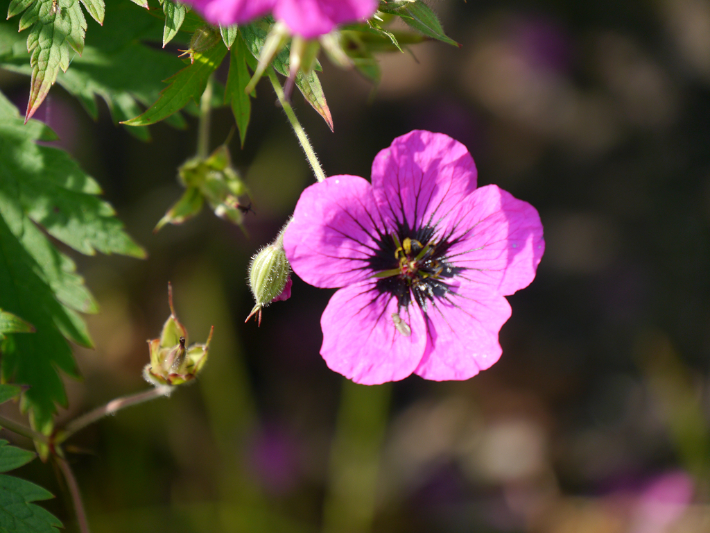 Geranium - Die Storchschnäbel kommen ! - Wurzerls Garten