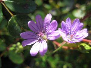 Geranium pyrenaicum, Pyrenäen-Storchschnabel, Wurzerlsgarten