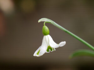 Galanthus 'Trympostor', Wurzerlsgarten