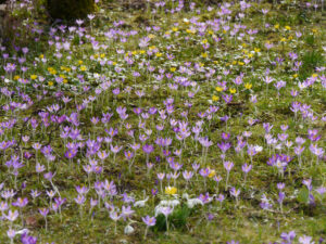 Crocus tommasinianus, Elfenkrokus auf Blumenwiese in Wurzerlsgarten