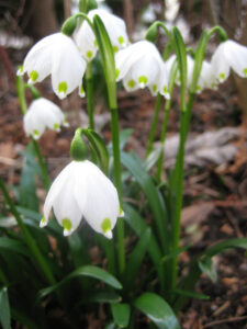 Leucojum vernum, Frühlingsknotenblume, Wurzerlsgarten