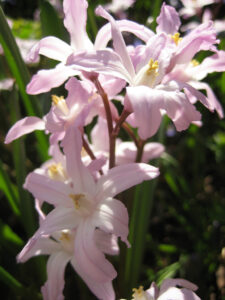Chionodoxa 'Pink Giant', Wurzerlsgarten