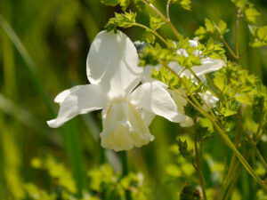 Narcissus jonquilla 'Sailboat',