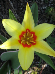 Tulipa kaufmaniana, gelb-orange, Wurzerlsgarten