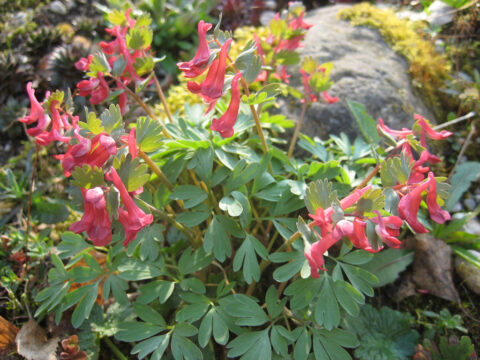 Corydalis solida subsp. transsylvanica, Gefingerter Lerchensporn, Steingarten, Wurzerlsgarten