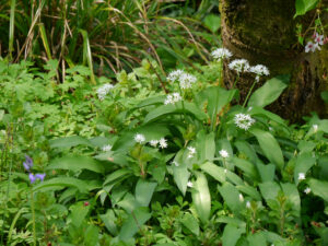 Allium ursinum, Bärlauch, Wurzerlsgarten