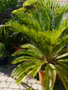 Cycas revoluta, Chiemgau-Kaktus, Michael Kießling