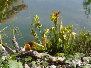 Sarracenia H116 X Copper Vase, Sarracenia leucophylla Clone C Splinter Hill, Perdido, Alabama, WS, Sarracenia purpurea ssp.purpurea generativ, Chiemgau-Kaktus