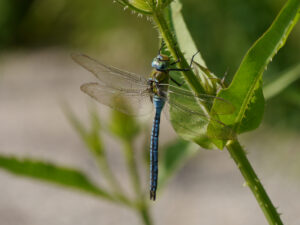 Edellibelle, Große Königslibelle,  Anax imperator, Chiemgau-Kaktus