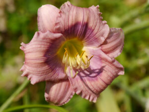 Hemerocallis 'Blue Flirt', Taglilien-Sammlung Theresa Foxinger
