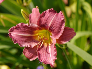 Hemerocallis, eigene Kreuzung, hat manchmal panaschiertes Laub, blüht spät, diploid, Theresa Foxinger