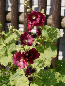 Alcea rosea, Stockrose, Theresa Foxinger