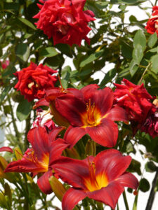 Hemerocallis 'Chicago Knockout', Theresa Foxinger