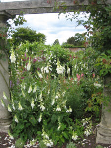 Im Rosengarten von Coughton Court