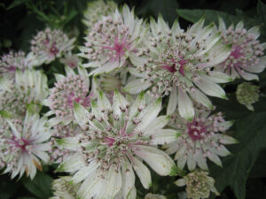 Astrantia major 'Alba', Coughton Court, Rosenlabyrinth