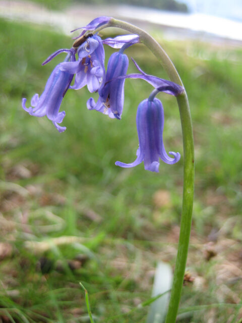Hyacinthoides non-scripta, echtes Bluebell, Cumbria Landschaft