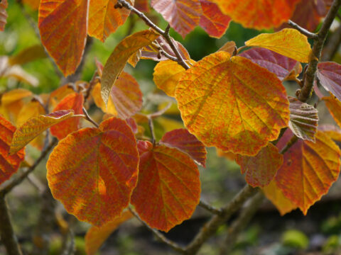 Hamamelis, Zaubernuss mit Herbstfärbung