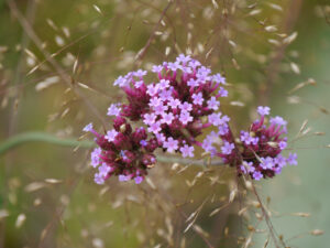 Verbena bonariensis,  Sporobolus heterolepis, Tautropfengras 