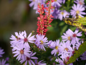 Aster cordifolius und Kerzenknöterich, am Gartenende Aleida Zuch, Moormerland
