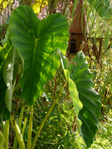 Taroblätter wirken immer exotisch, darum sind sie auch in Aleida Zuchs Garten in Moormerland
