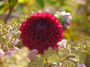 Dahlia 'Viking', LATÜT