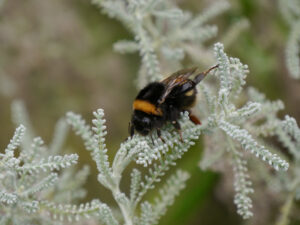 Dunkle Erdhummel (Bobus terrestris), LATÜT