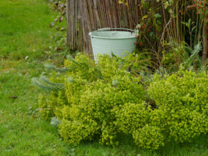Euphorbia seguieriana ssp. niciciana Steppen-Wolfsmilch, LATÜT-Garten
