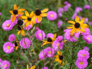 Rudbeckia und Astern in LATÜT