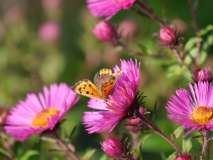 Kleiner Feuerfalter (Lycaena phlaeas), LATÜT
