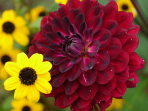 Dahlia 'Arabian Night', im Poetischen Garten vonLATÜT