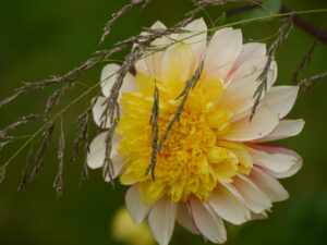 Dahlia 'Polka', im Poetischen Garten vonLATÜT
