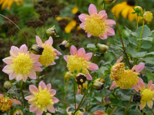 Dahlia 'Honey', im Poetischen Garten von LATÜT