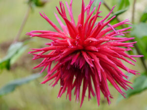 Dahlie im Poetischen Garten von LATÜT