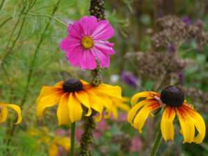 Rudbeckia hirta und Cosmee im Poetischen Garten  LATÜT