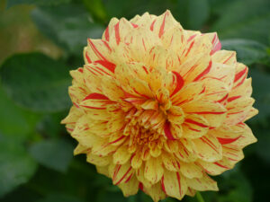 Dahlia 'Cheyenne', LATÜT