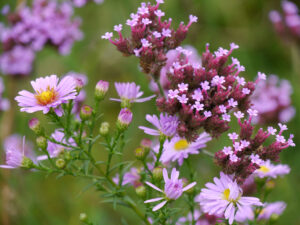 Aster, Verbena bonariensis, LATÜT