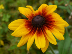 Rudbeckia hirta, LATÜT
