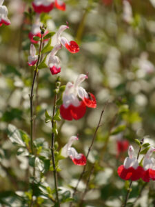 Salvia 'Hot Lips', im Gemüsegarten von LATÜT