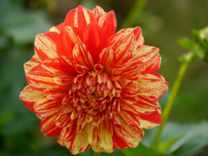Dahlie im Gemüsegarten von LATÜT. 
