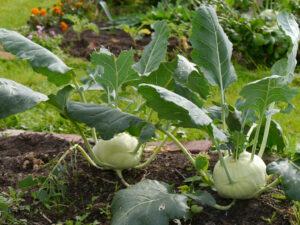 Kohlrabi im Gemüsegarten von LATÜT
