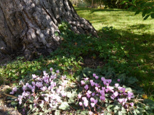 Cyclamen hederifolium, naturzertifizierter Waldgarten - Christiane Hame