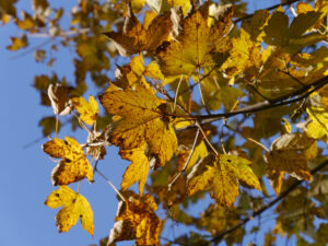 Berg-Ahorn, Acer pseudoplatanus, Bergahorn, Christiane Hame 