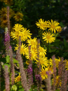 Heterotheca camporum var. glandulissima, Goldaster, Herbst-Garten Christiane Hame
